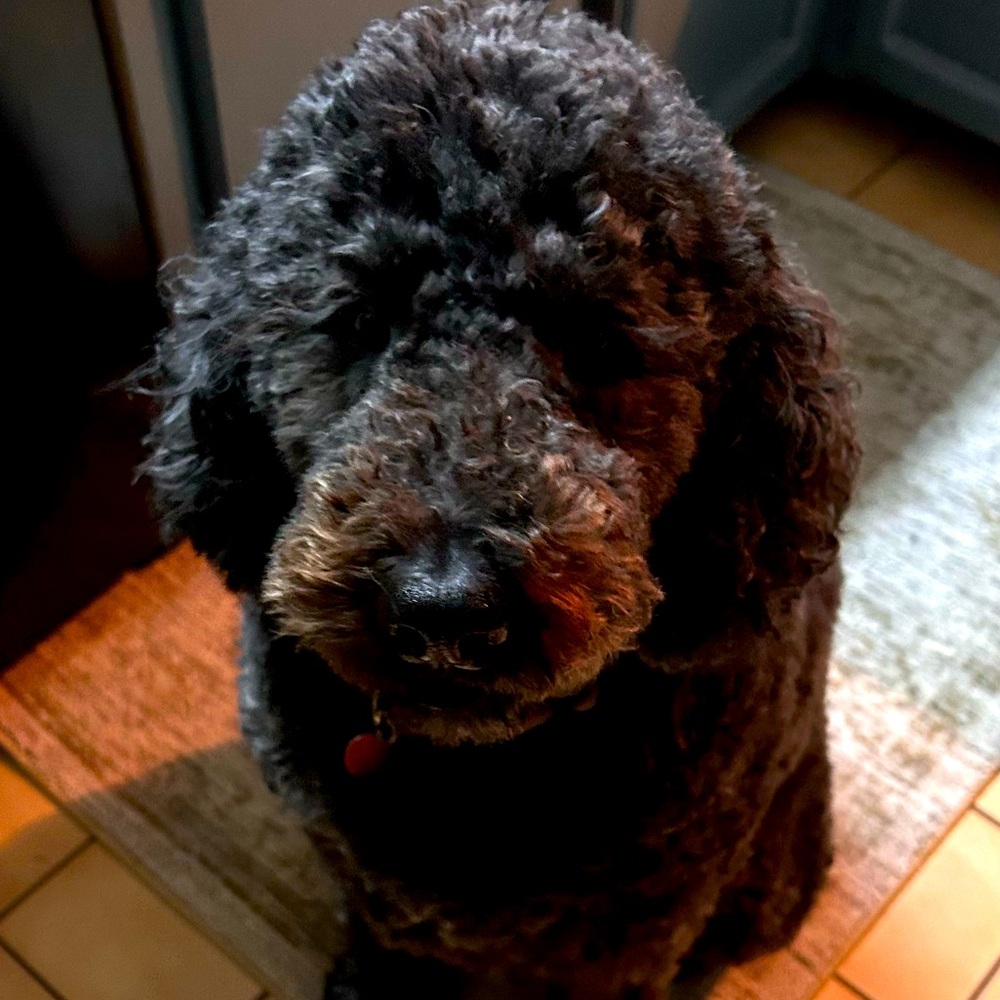 Meet your Posher, Connie